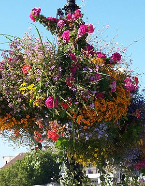 A hanging flower basket on the street in Victo...